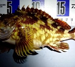 こんなところに…