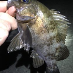 好調続く梅雨のメバル