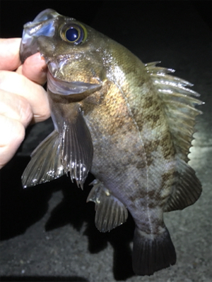 好調続く梅雨のメバル