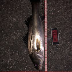 まだまだバチパターン