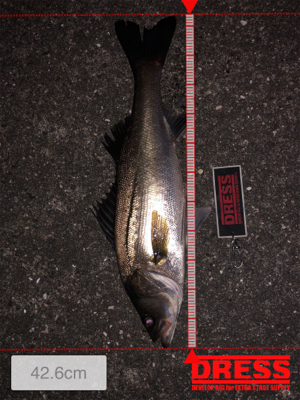 まだまだバチパターン