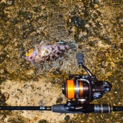 ミニガシラ乱舞