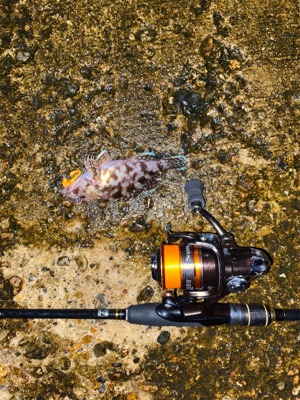 ミニガシラ乱舞