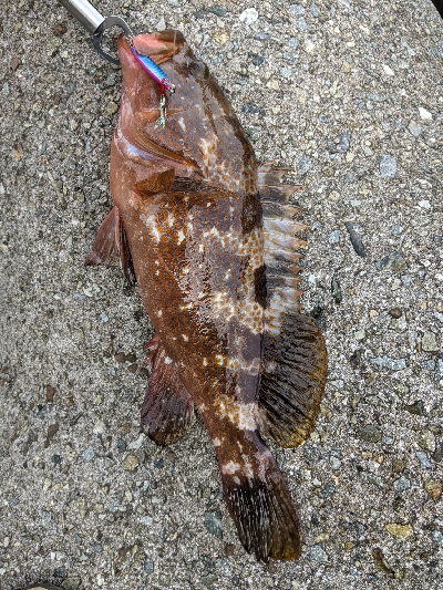 アコウとオマケ