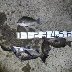 5/9釣果チヌ!グレ!