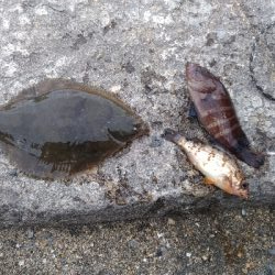 5/13釣果グレ結構引きました〜