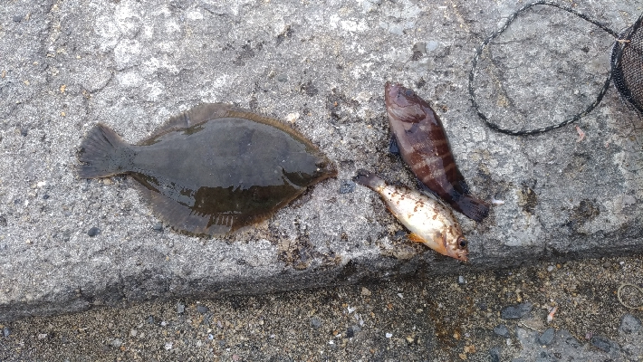 5/13釣果グレ結構引きました〜