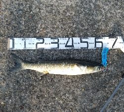 5/16釣果グレエソ