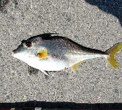 今年も奴が来た