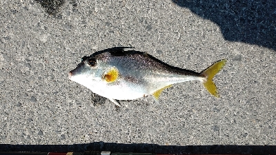 今年も奴が来た