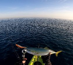 【カヤックフィッシング】巨大ナブラのど真ん中にキャスト！