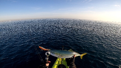 【カヤックフィッシング】巨大ナブラのど真ん中にキャスト！