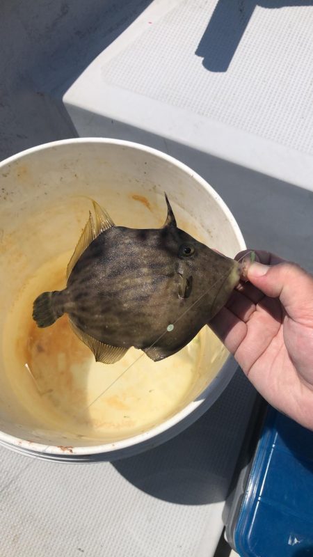 初ウマヅラハギ35センチ