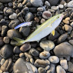 初青物‼︎小物ラッシュ！