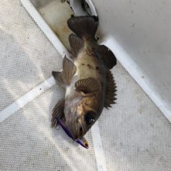 知り合いと共にボートシーバス