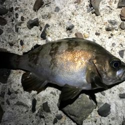 メバルの数釣り