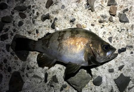 メバルの数釣り