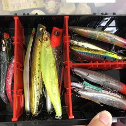 バチ抜け狙いで、、、