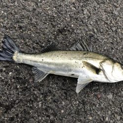 金系ルアー縛り