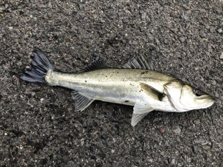 金系ルアー縛り