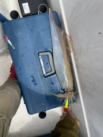 真昼間のイカメタル＆ジギング 釣行