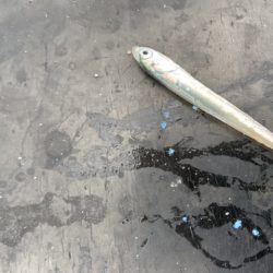 ファミリーフィッシング