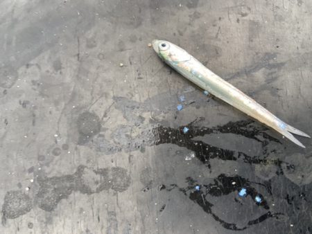 ファミリーフィッシング