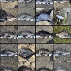 イチノ兄弟、釣果！