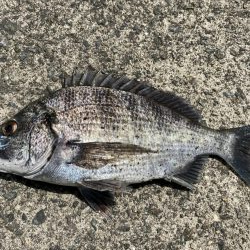 イチノ兄弟、釣果!