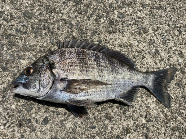 イチノ兄弟、釣果!