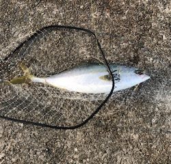 朝一 イワシ ボイル