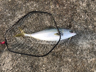 朝一 イワシ ボイル