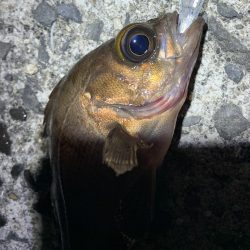 メバルサイズは出ず…