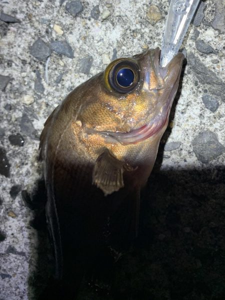 メバルサイズは出ず…