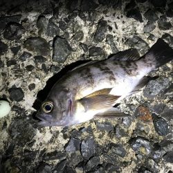 フロートメバリング連日