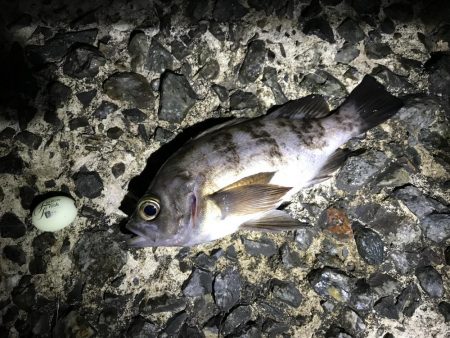 フロートメバリング連日