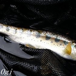 雨の後でも苦戦/揖保川でのアマゴ釣り