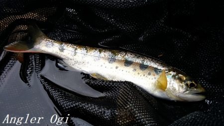 雨の後でも苦戦/揖保川でのアマゴ釣り