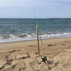 ちょい投げキス釣り調査