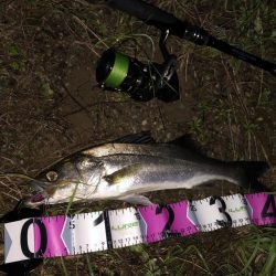 朝マズメシーバス