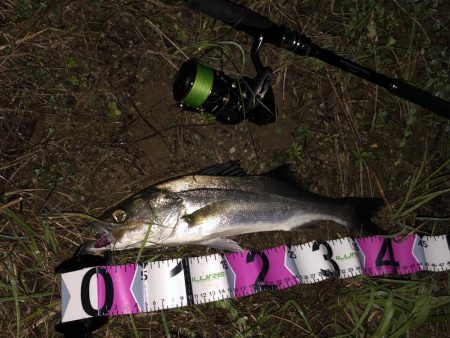 朝マズメシーバス