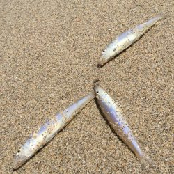 キス釣り上向き