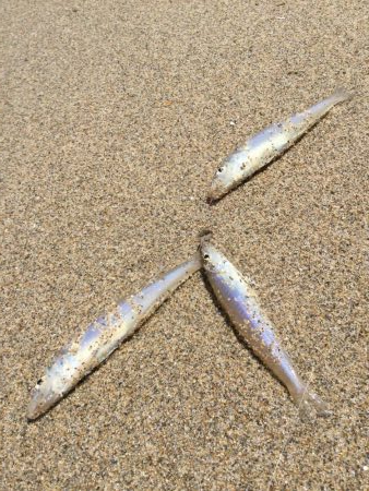 キス釣り上向き