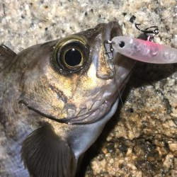 今宵もプラグ縛り！