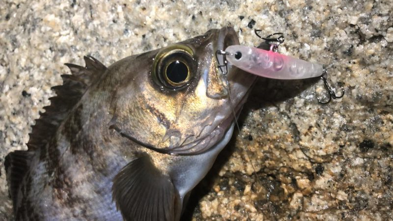 今宵もプラグ縛り！