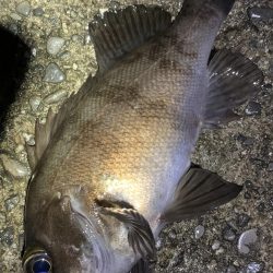 中型メバル連発