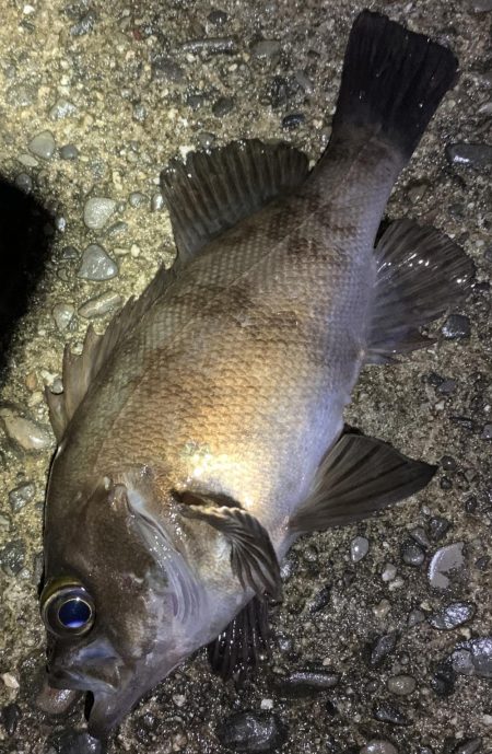 中型メバル連発