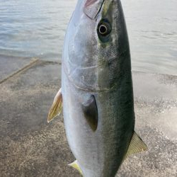 西宮ケーソン、メジロ上がりました