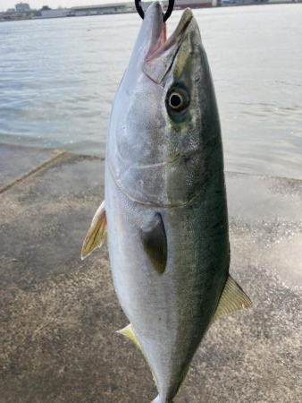 西宮ケーソン、メジロ上がりました