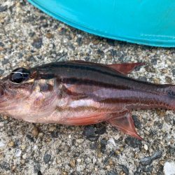 イナバ「とびつく」で・・・